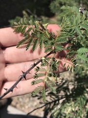 Mimosa dysocarpa