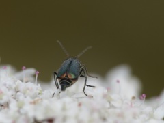 Cordylepherus viridis
