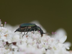 Cordylepherus viridis