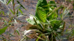 Lysichiton camtschatcensis