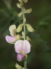 Tephrosia villosa