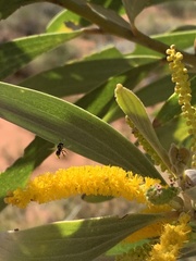 Acacia eriopoda