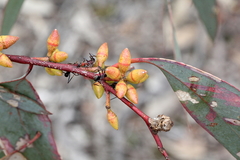 Eucalyptus blakelyi