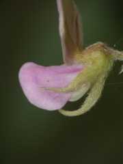 Tephrosia villosa