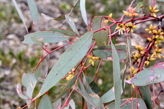 Eucalyptus blakelyi