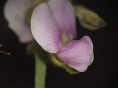 Tephrosia villosa