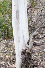 Eucalyptus blakelyi