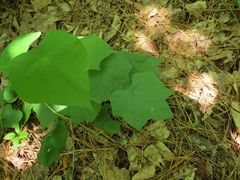 Menispermum dauricum