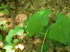 Menispermum dauricum