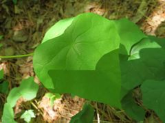 Menispermum dauricum