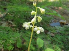 Pyrola dahurica