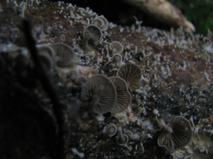 Rhizocybe