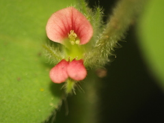 Indigofera cordifolia