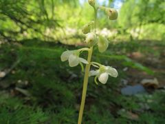 Pyrola dahurica