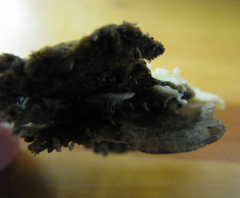 Rhizocybe