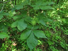 Eleutherococcus senticosus