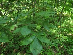 Eleutherococcus senticosus