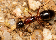 Camponotus texanus