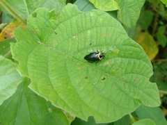 Hemithyrsocera palliata