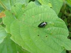 Hemithyrsocera palliata