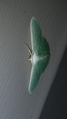 Nemoria rubrifrontaria