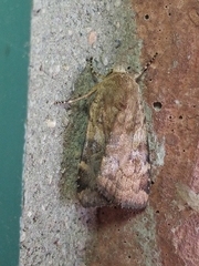 Cryptocala acadiensis