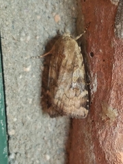 Cryptocala acadiensis