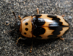 Ischyrus quadripunctatus