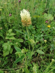 Trifolium pannonicum