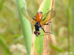 Huttonobesseria verecunda