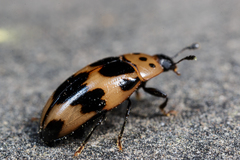 Ischyrus quadripunctatus