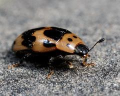 Ischyrus quadripunctatus