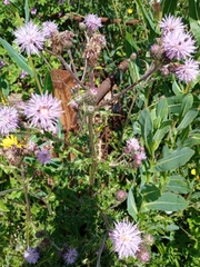Cirsium arvense