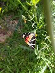 Euplagia quadripunctaria