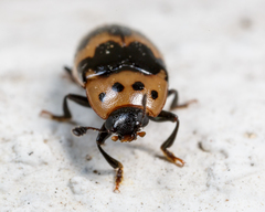 Ischyrus quadripunctatus