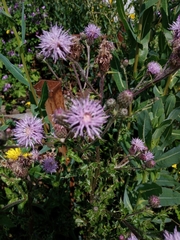 Cirsium arvense