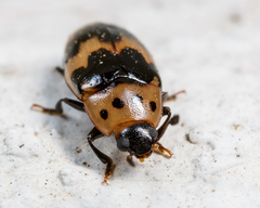 Ischyrus quadripunctatus