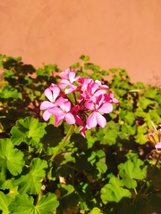 Pelargonium × hybridum