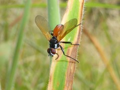 Huttonobesseria verecunda