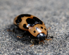 Ischyrus quadripunctatus