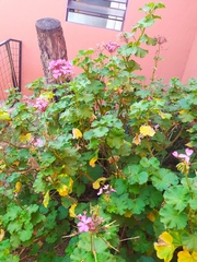 Pelargonium × hybridum