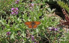 Melitaea varia