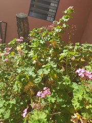 Pelargonium × hybridum