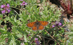 Melitaea varia
