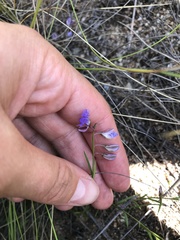 Polygala tenuifolia