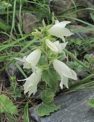 Campanula alliariifolia