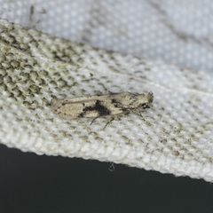 Coleotechnites atrupictella