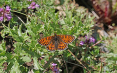 Melitaea varia