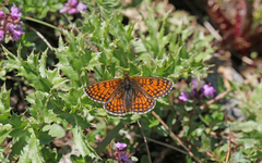 Melitaea varia