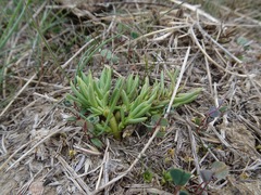 Nitrophila occidentalis